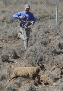 Hilo bow hunter Kelly Muranaka was one of the volunteers who rounded up sheep at Pohakuloa Training Area on Saturday (Dec 1). Here Muranaka tries to rope a sheep trying to get away. Photo by Bob McElroy/USAG Pohakuloa Public Affairs