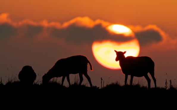 © Copyright 2012 Baron Sekiya A herd of wild goats graze at sunset on the old pahoehoe lava flats alongside the Saddle Road at Puu Huluhulu near Mauna Kea access road. December 7, 2012. Photography by Baron Sekiya | Hawaii 24/7