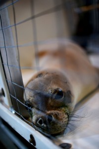 Coast Guard crews, working with the National Oceanic and Atmospheric Administration transport a Hawaiian monk seal from the Big Island to Oahu for urgent medical care, Feb. 1, 2012. The Hawaiian monk seal is one of the rarest marine mammals in the world. U.S. Coast Guard photo by Petty Officer 2nd Class Eric J. Chandler.