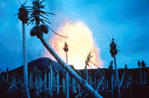 Hawaii Volcanoes National Park. 1960 eruption of Kilauea Volcano. Papaya trees stripped, fountain in the background at Kapoho. January 1960. Photo courtesy of USGS