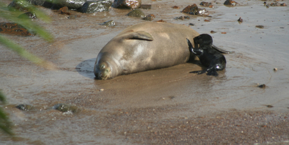 Baby Hawaiian monk seal nurses Friday at Keokea Beach Park. (Photo courtesy of Art Tarsa | NOAA Monk Seal Volunteer Team)