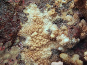 Large colony of Acropora gemmifera with white tumor (growth anomaly) just below center of image. Photos by Dr. Bill Walsh, DLNR Division of Aquatic Resources, West Hawaii.
