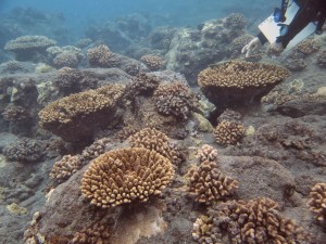 Multiple colonies of Acropora gemmifera. Photos by Dr. Bill Walsh, DLNR Division of Aquatic Resources, West Hawaii.