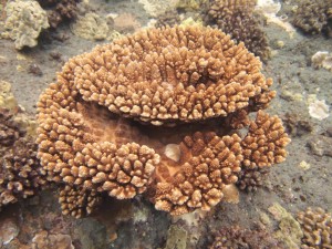 Acropora gemmifera encrusting form. Photos by Dr. Bill Walsh, DLNR Division of Aquatic Resources, West Hawaii.