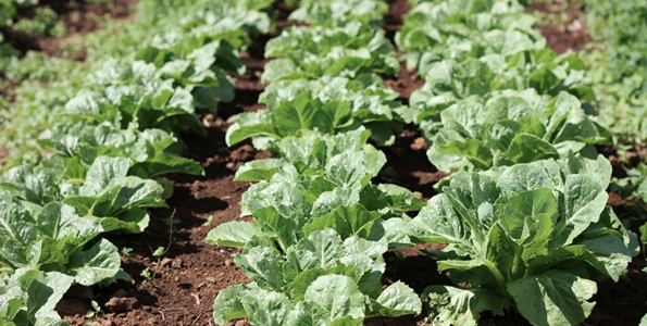 A field of certified organic lettuce grows at Robb Farms in Waimea. A new report examines the challenges faced by Hawaii’s organic food industry and offers recommendations to help improve the availability and affordability of locally produced, certified organic foods. (Photo courtesy The Kohala Center)
