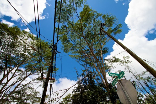 Albizia trees amongst the utility lines in Hawaiian Beaches. Photography by Baron Sekiya | Hawaii 24/7