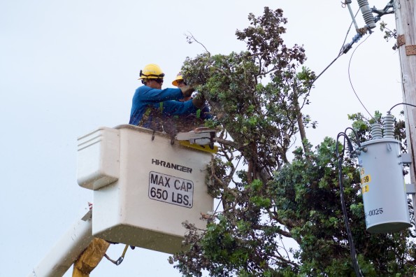 A Hawaiian Electric Company crew from Oahu clears an Ohia tree from power lines in Hawaiian Acres Wednesday (Aug 13). Photo courtesy of Hawaiian Electric Co.
