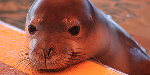 Halai, a juvenile female Hawaiian monk seal rehabilitates at The Marine Mammal Center’s Ke Kai Ola Hawaiian Monk Seal Hospital. Her Hawaiian name means “calm, peaceful.” (Photo courtesy of The Marine Mammal Center | NMFS Permit 16632-00 and 932-1905-01MA-009526-1)