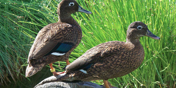 A male/female pair of Laysan Ducks at Midway Atoll National Wildlife Refuge. (Photo courtesy of John Klavitter | FWS)