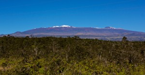 A snow-capped Mauna Kea beyond the Ohia forest seen from the Daniel K. Inouye Highway Sunday, January 4, 2015. Photography by Baron Sekiya | Hawaii 24/7