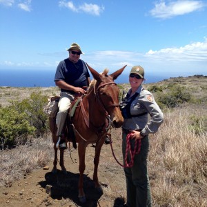 Stock manager Jordan Barthold holds Sparkles the mule with rescued visitor from O‘ahu astride Thursday (Aug 27). Photo courtesy of HVNP