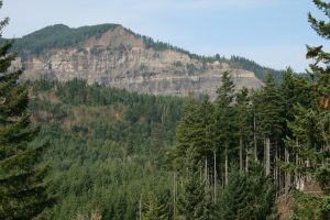 View of headscarp of Red Bluffs landslide (adjacent to the Bonneville landslide), looking northwest and showing the bedded volcaniclastic sediments (gray layers) that are dipping about 7 degrees toward the viewer and in which sliding has occurred. The slightly darker gray and orange-brown unit in the top quarter of the scarp face is Columbia River Basalt. The slowly creeping Crescent Lake landslide, on which the photographer is standing, is a reactivated part of the Red Bluffs landslide. USGS photo by T. Pierson.
