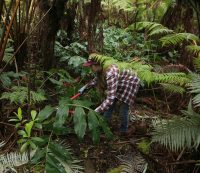 Stewardship at the summit volunteer Heather removes invasive Himalayan ginger near Devastation Trail. NPS Photo/David Boyle