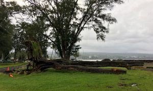A large Ironwood tree uprooted and downed this past week at Hilo Bayfront. Photography by Baron Sekiya | Hawaii 24/7