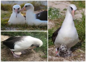 It starts with Wisdom and Akeakamai. Wisdom and her mate, Akeakamai, take turns caring for their egg and now their newest chick. Photo courtesy USFWS