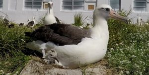 At 67, Wisdom, the world’s oldest known breeding bird in the wild, is a mother once more! On February 6th, approximately two months after Wisdom began incubating her egg, Wisdom and her mate Akeakamai welcomed their newest chick to Midway Atoll. USFWS Photo by B. Peyton