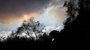 A volcanic gas cloud over the LERZ on May 19, 2018 – In this picture, the sun is illuminating the volcanic gas plume from behind. The plume appears orange in color, as the blue component of the sunlight has been preferentially removed by scattering on tiny sulfate aerosols. This looks a bit like a sunset, but note that the meteorological clouds below the volcanic plume do not show this discoloration. Photo credit: Christoph Kern, USGS