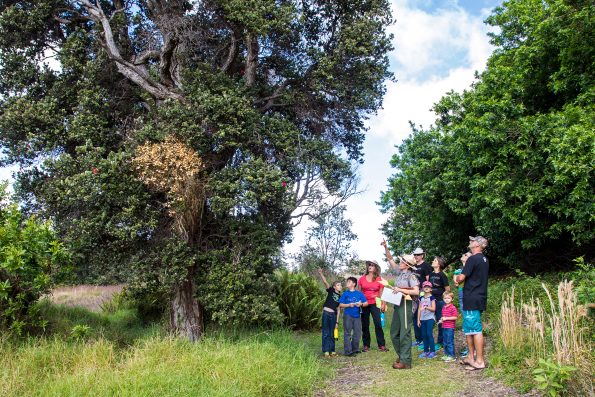 Ranger hike at Kahuku through native ‘ōhi‘a lehua forest. NPS Photo