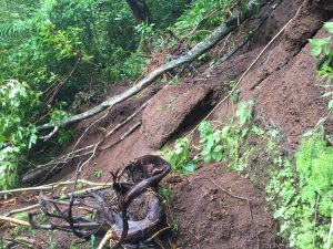 Moleka Trail landslide and exposed roots in Honolulu. DLNR Photo