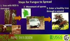 The causes of Rapid Ohia Death. USGS image